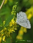 Faulbaumbläuling (Celastrina argiolus)